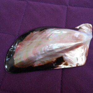 Women's Large natural Abalone shell sash/scarf holder.